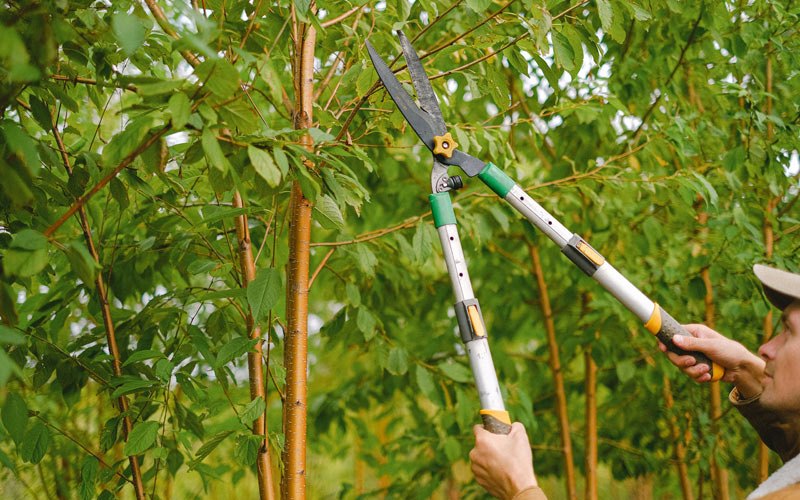 Tree trimming in Marysville, PA